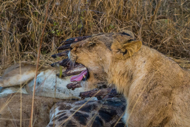 Leeuwen voeden zich met een verse kill giraffe, Kruger National Park, Zuid-Afrika - Foto, afbeelding