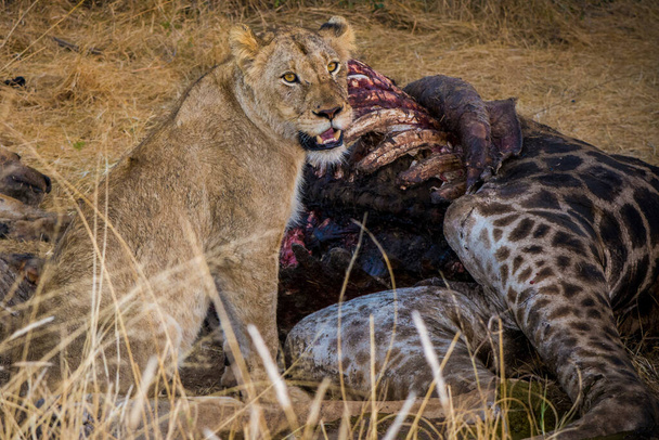 Leoni che si nutrono di una giraffa fresca, Kruger National Park, Sud Africa - Foto, immagini