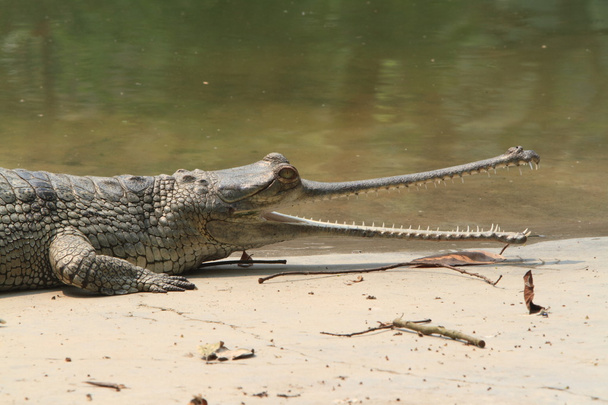 ワニ ガンジス gavial - 写真・画像