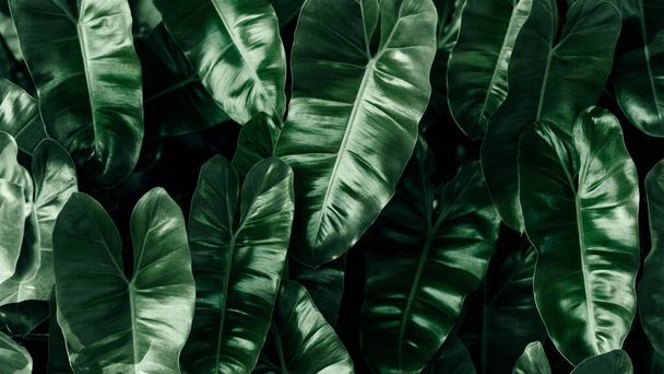 Tropické zelené listy textury, Bon listy na přírodním pozadí - Fotografie, Obrázek