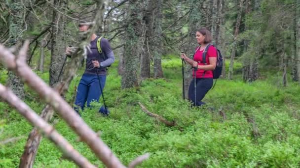 Deux jeunes randonneurs dans la nature verte marchant dans la forêt en utilisant des bâtons de marche, Ribnisko Pohorje - Séquence, vidéo