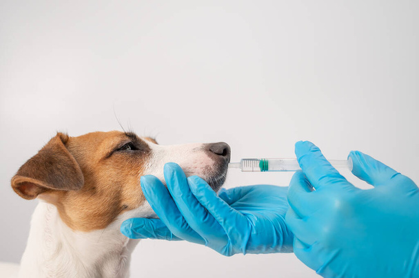 Close-up of a veterinarian injecting medicine from a syringe into a dogs mouth on a white background. Jack russell terrier licks liquid vitamins - Фото, зображення