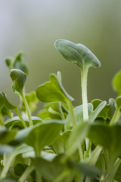 Brüksel lahanası büyüyen  - Fotoğraf, Görsel