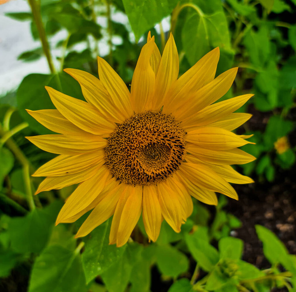 красиво квітучий соняшник на задньому дворі
 - Фото, зображення