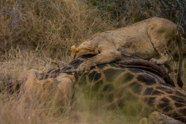 Löwen, die sich von einer frischen Kill-Giraffe ernähren, Kruger Nationalpark, Südafrika - Foto, Bild
