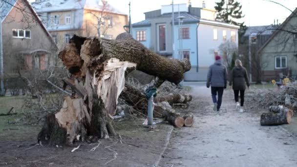 Estonya, Tallinn 'deki halk parkında büyük bir ağacın yanından geçen insanlar. Tehlikeli yaşlı çürük ağaç, şehir bölgesinde şiddetli rüzgârlar altında devrildi. Fırtınalı hava sonrası. - Video, Çekim