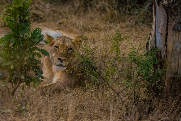 Lions feeding on a fresh kill giraffe, Kruger National Park, South Africa - Photo, Image
