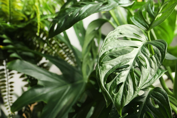 Monstera with lush leaves, closeup. Tropical plant - Foto, imagen