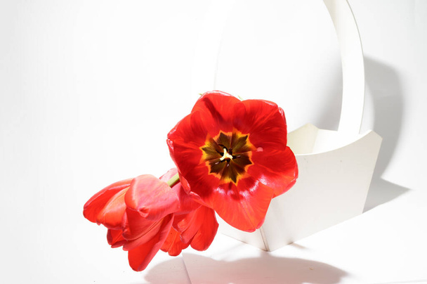 красивые тюльпаны в корзине на светлом фоне, весенняя концепция, близкий вид   - Фото, изображение