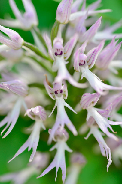 orchis italica или дикая орхидея на пастбище Экстремадуры. spain - Фото, изображение
