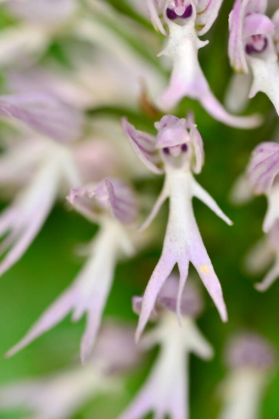 orchis italica или дикая орхидея на пастбище Экстремадуры. spain - Фото, изображение