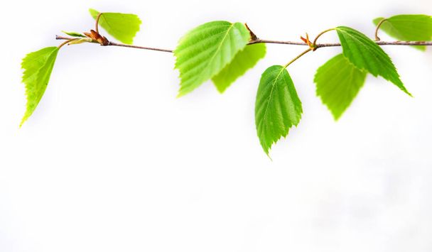 Bulanık arka planda küpeleri olan yeşil huş ağacı dalı. Bahar. Üretim tıbbı, kozmetoloji ve gıda endüstrisinde yaygın olarak kullanılan huş ağacının sembolü. - Fotoğraf, Görsel