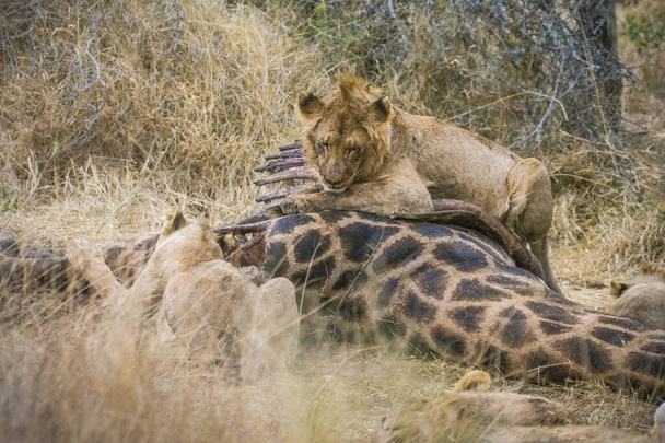 Leões que se alimentam de uma girafa assassina fresca, Parque Nacional Kruger, África do Sul - Foto, Imagem