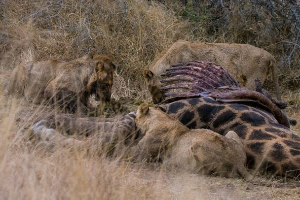 Leões que se alimentam de uma girafa assassina fresca, Parque Nacional Kruger, África do Sul - Foto, Imagem