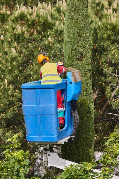 Gardener pruning a cypress tree on a crane with a chainsaw - Photo, Image