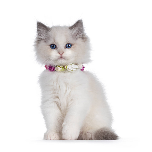 Cute niebieski dwukolorowy Ragdoll kot latawiec, noszenie naszyjnika z fałszywych kwiatów i siedzi twarzą do przodu. Patrzę w stronę kamery z niebieskimi oczami. Izolacja na białym tle. - Zdjęcie, obraz