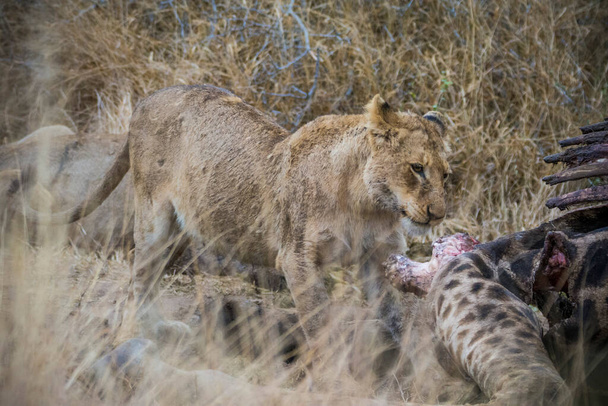 Leones alimentándose de una jirafa fresca, Parque Nacional Kruger, Sudáfrica - Foto, Imagen