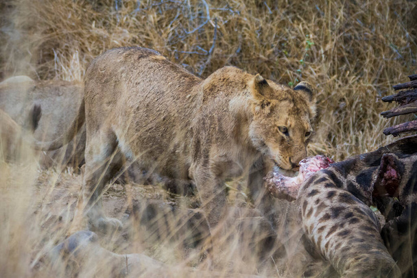 Leones alimentándose de una jirafa fresca, Parque Nacional Kruger, Sudáfrica - Foto, imagen