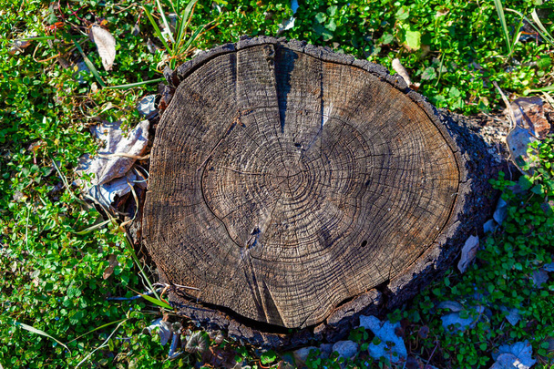  Un tocón natural en el bosque. Parte restante del tronco del árbol con raíces en el suelo - Foto, imagen