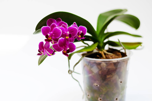 Hermosas flores de orquídea sobre fondo blanco en el soleado día de primavera. Ideas creativas de postales y diseño de concepción agrícola. Vista superior. Orquídea Phalaenopsis.  - Foto, Imagen