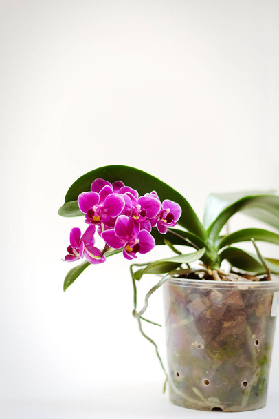 Prachtige orchidee bloemen op witte achtergrond op zonnige lentedag. Creatieve ideeën van ansichtkaarten en landbouw conceptie ontwerp. Bovenaanzicht. Phalaenopsis Orchidee.  - Foto, afbeelding