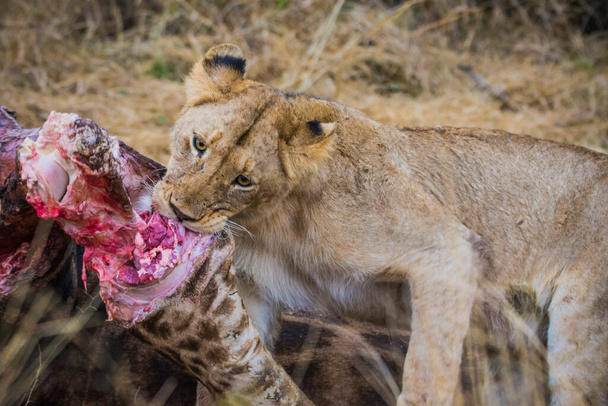 Leones alimentándose de una jirafa fresca, Parque Nacional Kruger, Sudáfrica - Foto, imagen