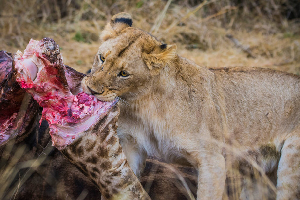新鮮な殺人キリン、クルーガー国立公園、南アフリカでのライオンの餌 - 写真・画像