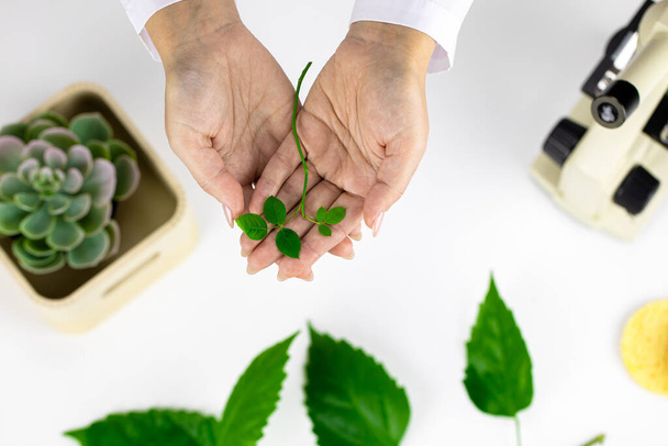 vrouwelijke handen houden groene plant spruit op witte achtergrond van cosmetologie lab - Foto, afbeelding
