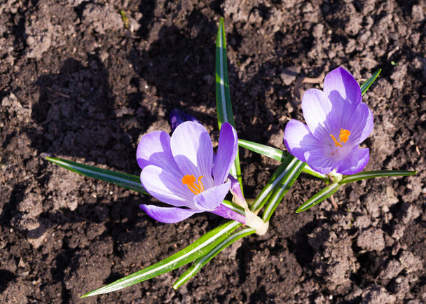 A wonderful spring flower crocus, a brightly colored early decoration of parks and meadows. Amazing crocus flowers. - Photo, Image