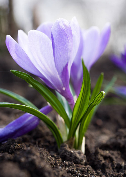 A wonderful spring flower crocus, a brightly colored early decoration of parks and meadows. Amazing crocus flowers. - Fotografie, Obrázek