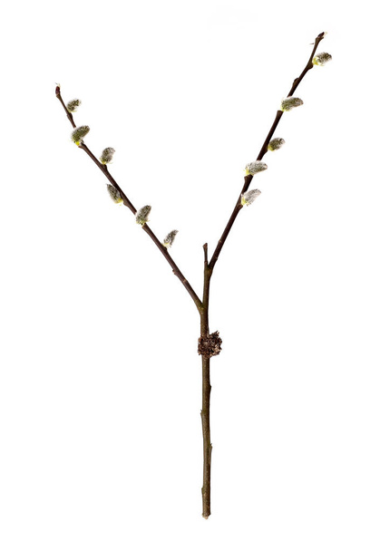 Rama vegetal con brotes y hojas pequeñas aisladas sobre fondo blanco - Foto, Imagen