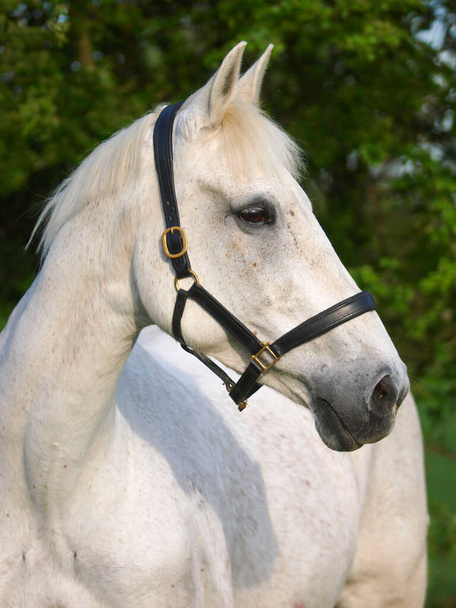 A head shot of a dappled grey horse in a leather head collar. - Foto, Imagem