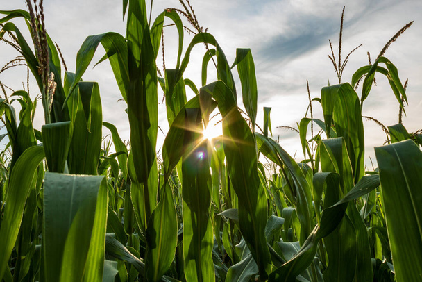 zielone liście kukurydzy przeciwko wieczornemu niebu z promieniem słońca w lecie, zbliżenie - Zdjęcie, obraz