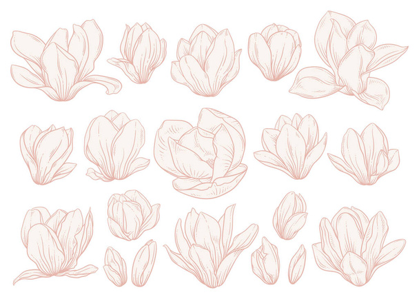 Set of magnolia flowers on white background. Floral drawings in beige colors, sketch style. Elements for wedding invitation, greeting card, textile, other designs. Vector illustration. - Vektör, Görsel