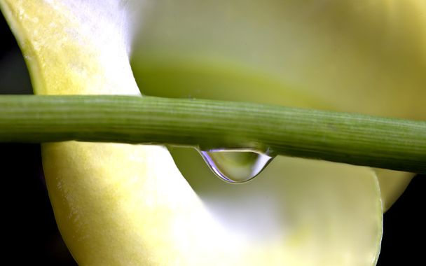 Close up lily water drop - 写真・画像