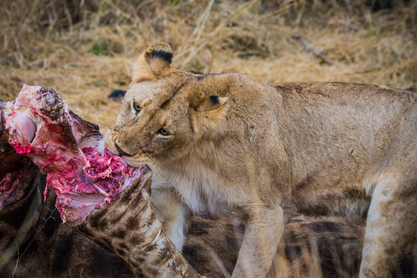 Aslanlar taze bir ölüm zürafasıyla besleniyor, Kruger Ulusal Parkı, Güney Afrika - Fotoğraf, Görsel