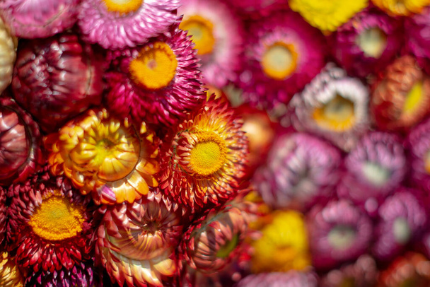 Сушёные цветы разных цветов - Фото, изображение
