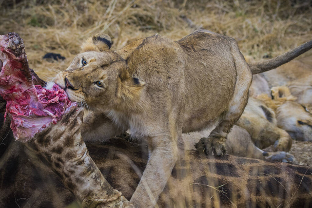 Леви, що живляться жирафом, Національний парк Крюгер (ПАР). - Фото, зображення