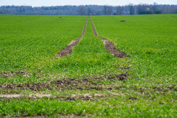 Tractor tracks lead off through a field of vibrant green crops growing in a field in spring. spring landscape - Valokuva, kuva