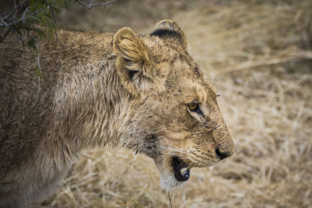 Lwy żywiące się żyrafą, Park Narodowy Kruger, Republika Południowej Afryki - Zdjęcie, obraz