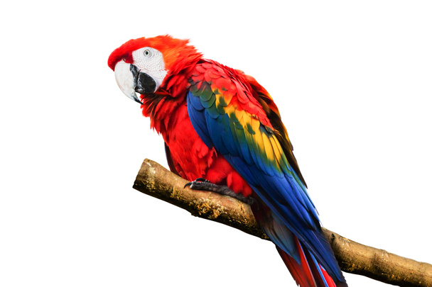 Πολύχρωμος παπαγάλος, κόκκινο χρώμα πουλί ζώο απομονωμένο  - Φωτογραφία, εικόνα