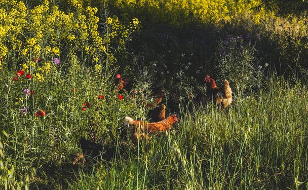 Kogut i wolne kury na polu w gospodarstwie ekologicznym - Zdjęcie, obraz