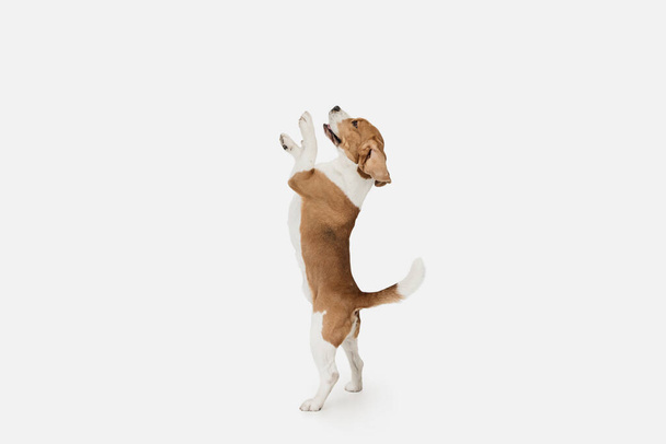 Small funny dog Beagle posing isolated over white studio background. - Fotoğraf, Görsel