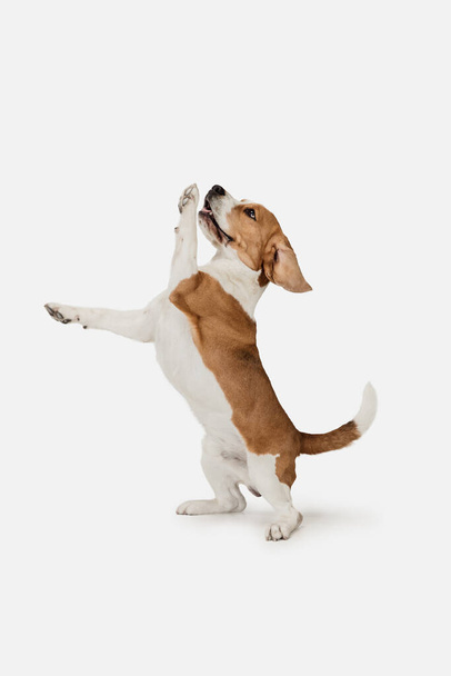 Small funny dog Beagle posing isolated over white studio background. - Foto, afbeelding