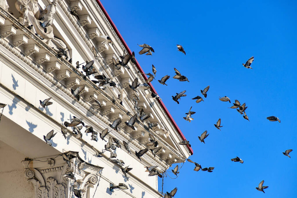 Una bandada de palomas despega del suelo y se eleva hasta la cima del edificio. Una bandada de aves en vuelo - Foto, imagen