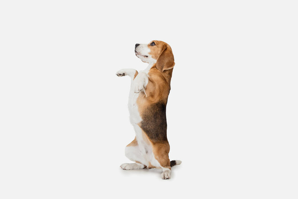 Mały zabawny pies Beagle pozowanie izolowane na białym tle studio. - Zdjęcie, obraz