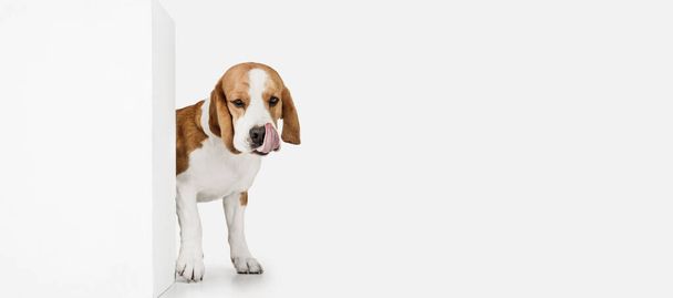 Pequeño perro divertido Beagle posando aislado sobre fondo de estudio blanco. - Foto, imagen