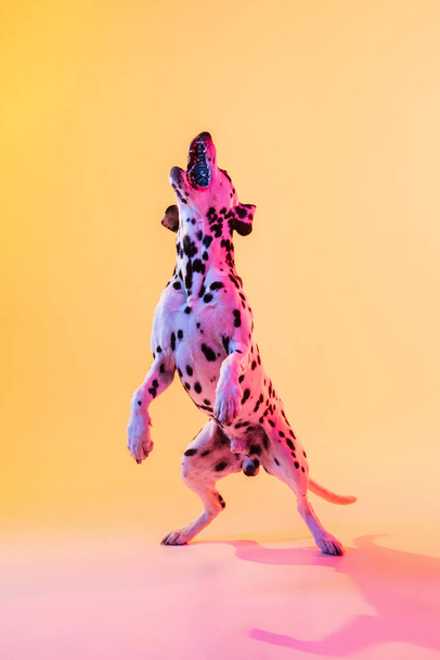 Neşeli şirin Dalmaçyalı, safkan köpek sarı arka planda, neon ışıkta izole edilmiş şekilde poz veriyor.. - Fotoğraf, Görsel