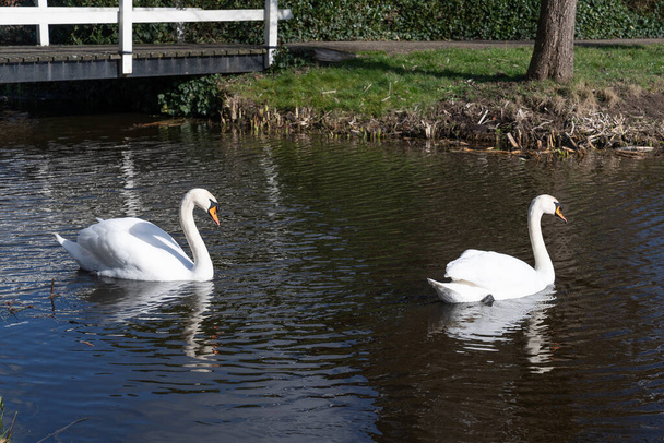 Dos cisnes, macho y hembra, pareja nadando en un canal con reflejos - Foto, Imagen