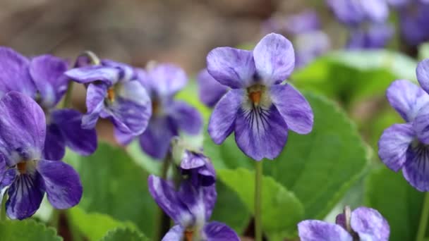 Viola tai Forest Violet kukkia roikkuu tuulessa makro lähikuva - Materiaali, video